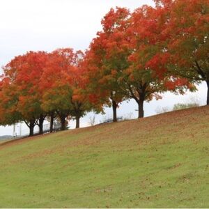 Meet your Posher, Summer